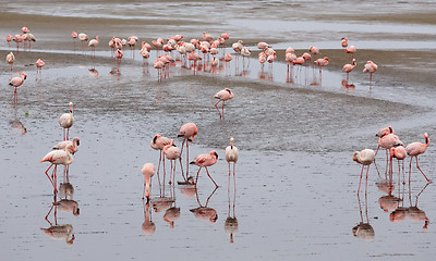 Image showing Rosy Flamingo colony in Walvis Bay