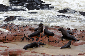 Image showing sea lions in Cape Cross, Namibia, wildlife