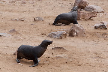 Image showing sea lions in Cape Cross, Namibia, wildlife