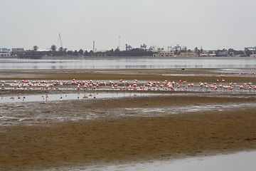 Image showing Rosy Flamingo colony in Walvis Bay