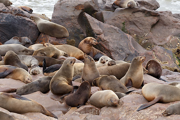 Image showing sea lions in Cape Cross, Namibia, wildlife