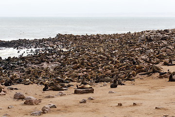 Image showing sea lions in Cape Cross, Namibia, wildlife