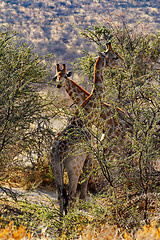 Image showing adult female giraffe with calf grazzing