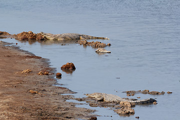 Image showing Portrait of a Nile Crocodile