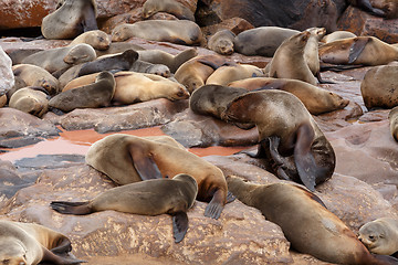 Image showing sea lions in Cape Cross, Namibia, wildlife