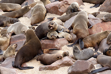 Image showing sea lions in Cape Cross, Namibia, wildlife