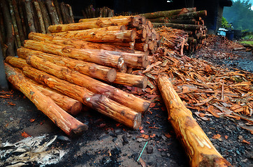 Image showing Mangrove tree at charcoal factory