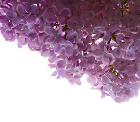 Image showing lilac flower isolated