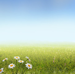 Image showing summer landscape with camomile flowers