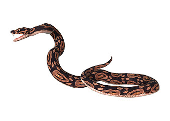 Image showing Ball Python on White