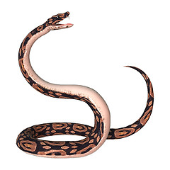 Image showing Ball Python on White