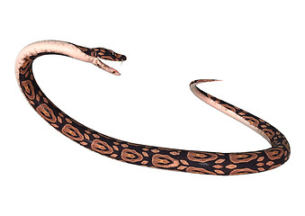 Image showing Ball Python on White