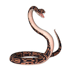 Image showing Ball Python on White