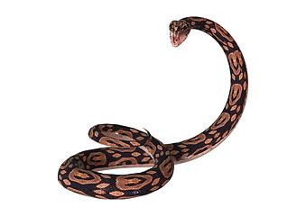 Image showing Ball Python on White