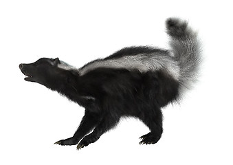 Image showing Striped Skunk on White