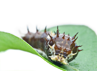 Image showing caterpillar