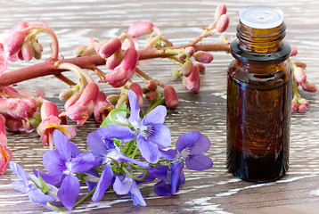Image showing Bach flower remedies of red chestnut and violets