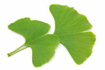 Image showing Two ginkgo leaves