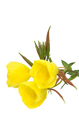 Image showing Three evening primrose blooms
