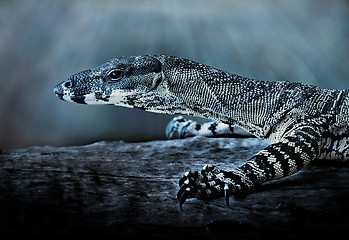 Image showing moonlit goanna