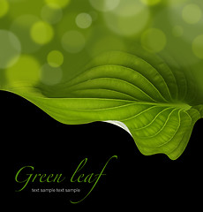 Image showing green leaf background