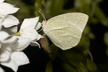 Image showing white moth and flower
