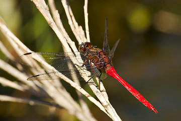 Image showing red dragonfly