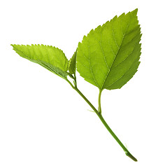 Image showing green leaf isolated