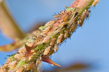 Image showing aphids