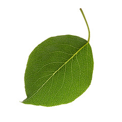 Image showing close up green leaf isolated