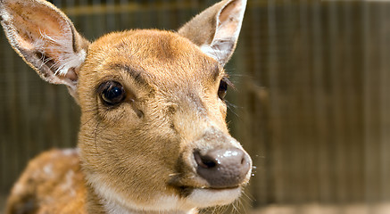 Image showing young deer