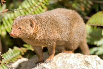 Image showing dwarf mongoose
