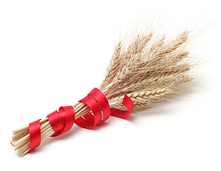 Image showing ear of wheat on white