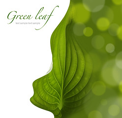 Image showing green leaf background