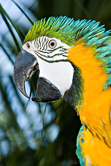 Image showing macaw