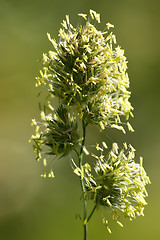 Image showing grass seed
