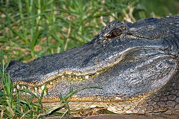 Image showing alligator