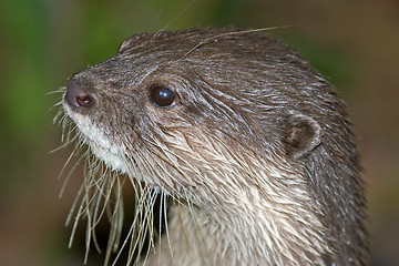 Image showing otter