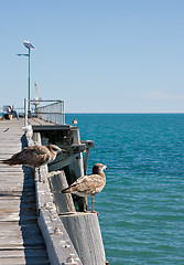 Image showing two birds at sea