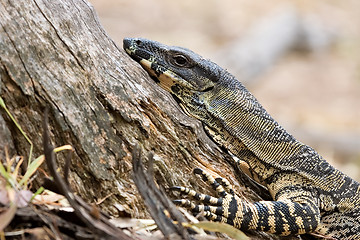 Image showing lace monitor