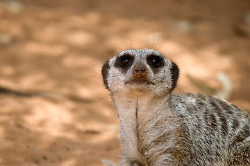 Image showing meerkat