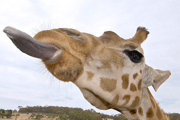 Image showing giraffe up close with tongue out