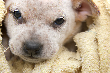 Image showing fox terrier pup wrapped in a towel