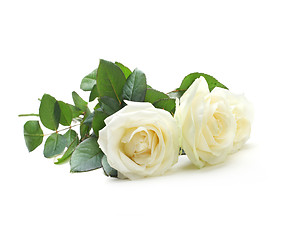 Image showing three white roses isolated on white