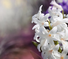 Image showing White hyacinth