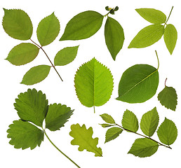Image showing set of isolated green leaf