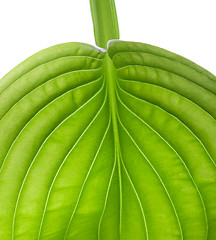 Image showing green leaf close up