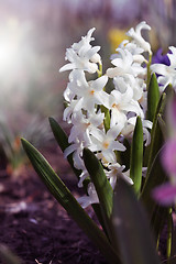 Image showing White hyacinth