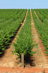 Image showing grape vines