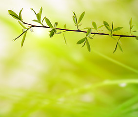 Image showing branch with green leaves on a blurred background